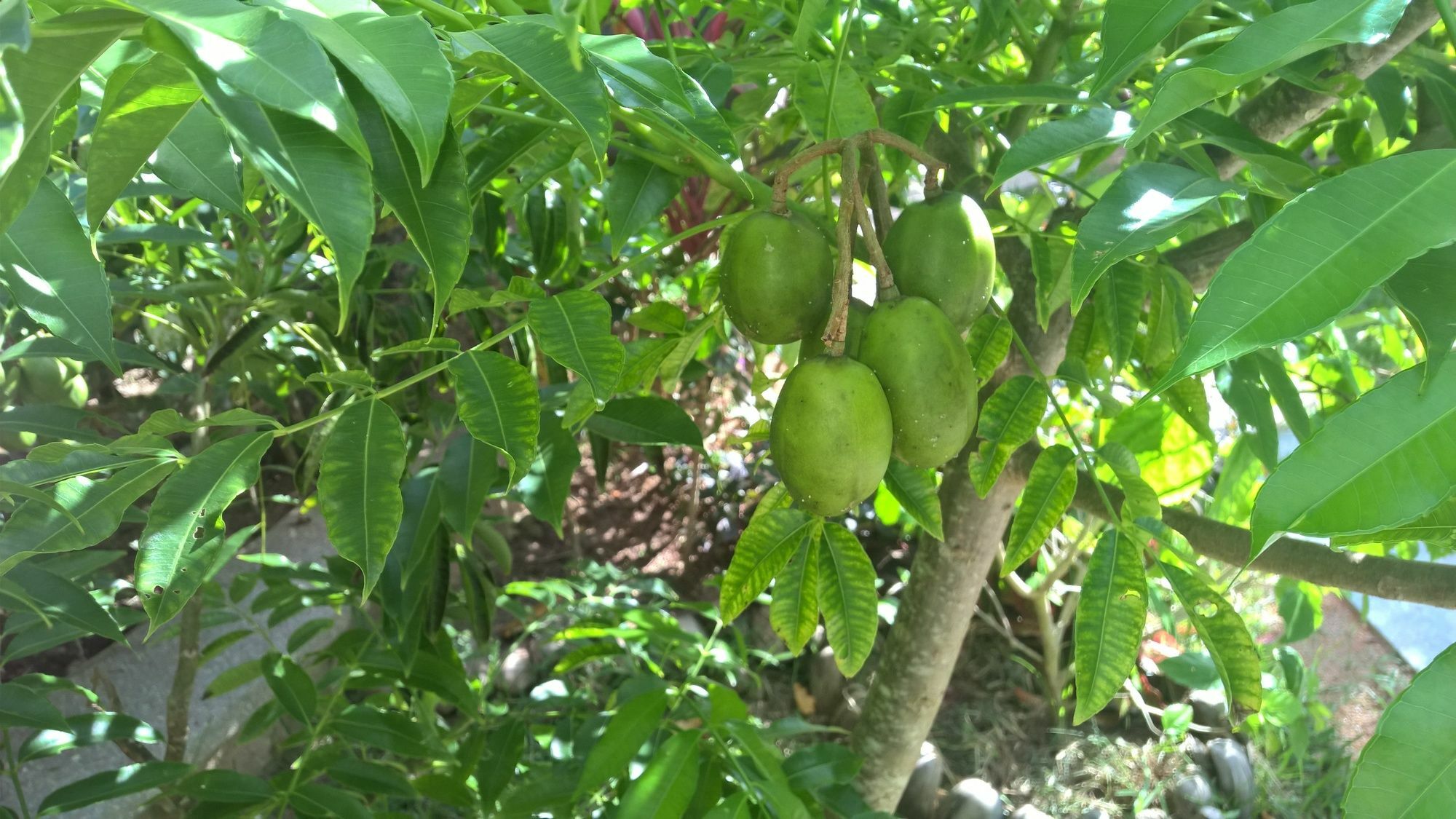 Cocotier Du Rocher La Digue Luaran gambar