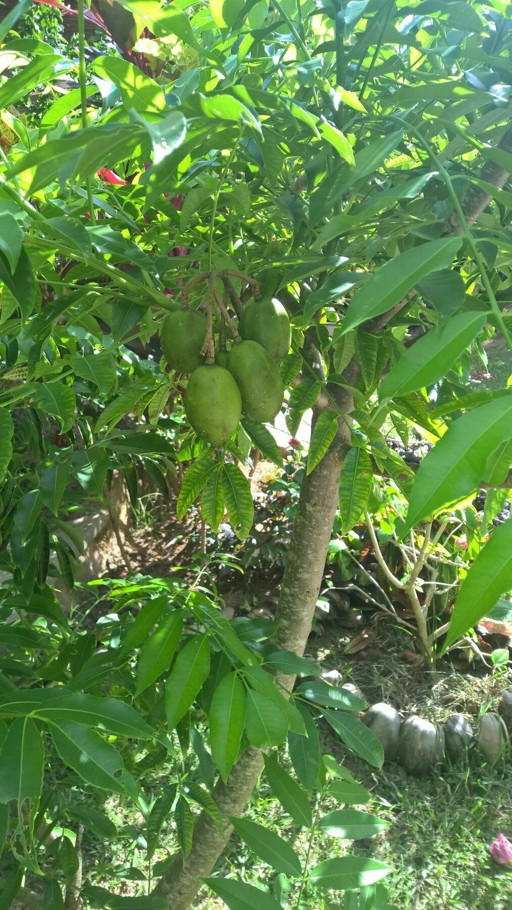 Cocotier Du Rocher La Digue Luaran gambar