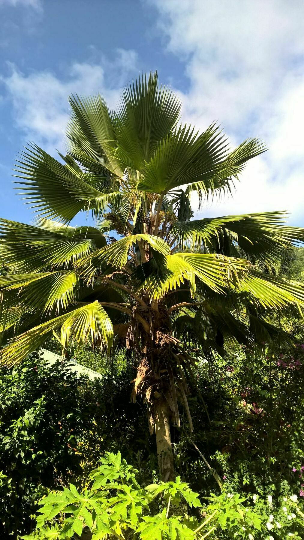 Cocotier Du Rocher La Digue Luaran gambar