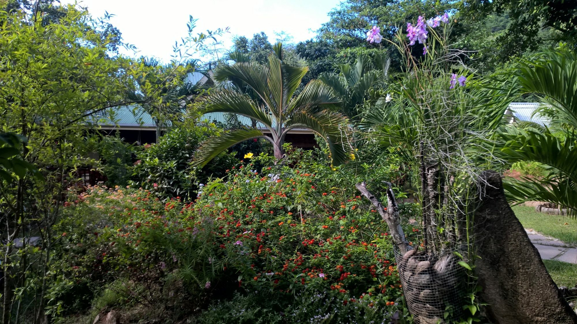 Cocotier Du Rocher La Digue Luaran gambar